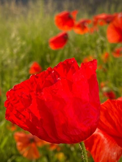 eine weit entfaltete rote Mohnblüte im Morgenlicht teilweise beleuchtet vor vielen anderen roten Mohnblüten
