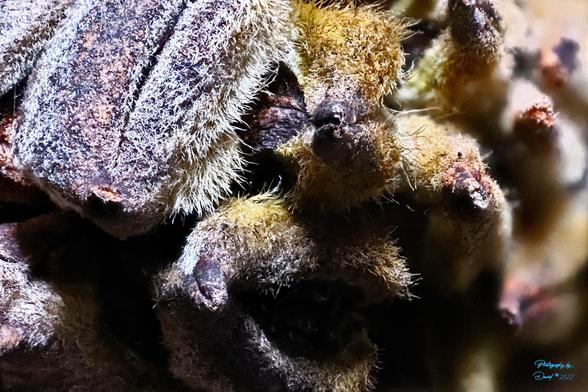 This is a Macro of the very tip of the Magnolia Seed Pod

Focus Stacked using Zerene Stacker in Linux