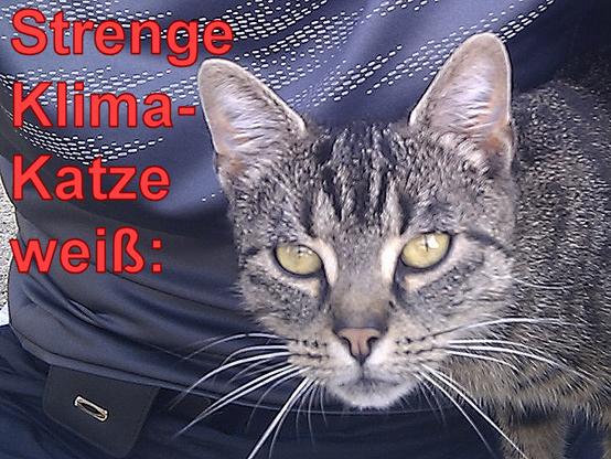 Strenge Klima-Katze weiß: