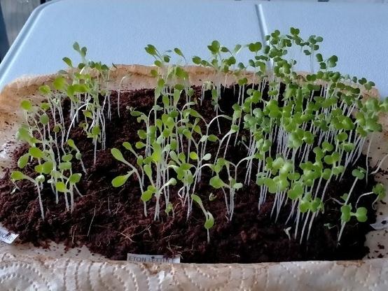 Lettuce seedlings growing on coco peat on a tray