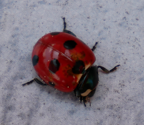 ladybeetle