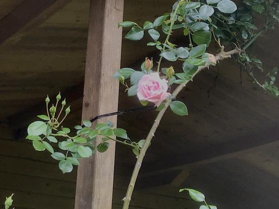 Eine rosa Rosenblüte und mehrere Knospen