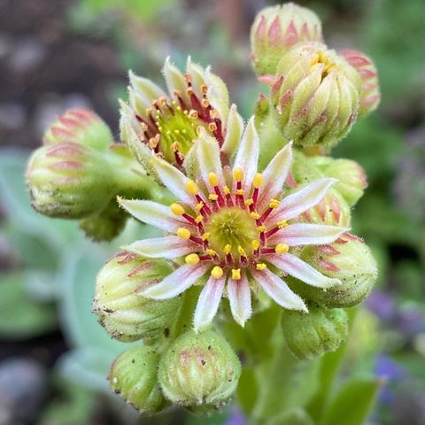 eine geöffnete Blüte und noch viele Knospen vom Hauswurz

weiße dünne Blütenblätter rund um ein rot grünes Innenleben mit gelben Staubgefäßen