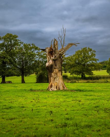 Old dead bare tree trunk in field with green trees in the background in Mill Hill, London UK
Komeil Karimi - KNZ_1833
