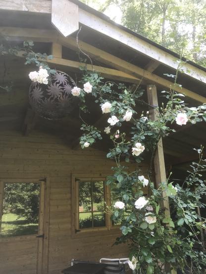 Zartrosa Kletterrose vor Gartenhaus