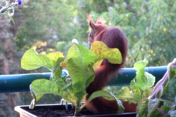 Eichhörnchen auf dem Balkon in 20 m Höhe vor dem Pflücksalatkasten
