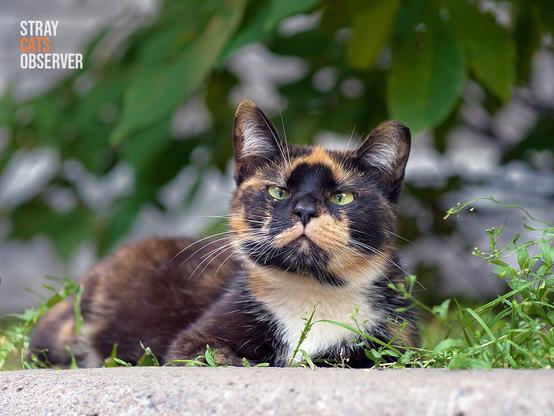Portrait of a calico cat