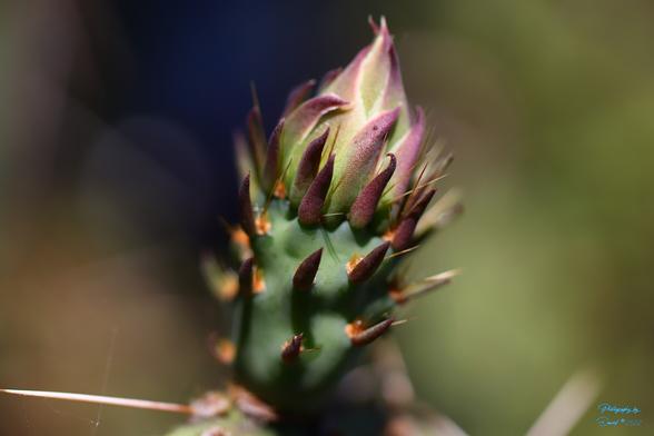 Prickly Pear Cactus Blossom Bud