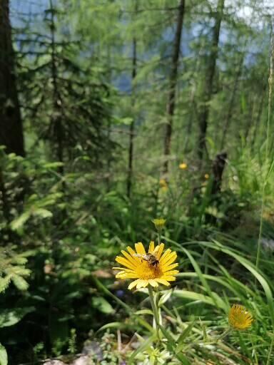 Gelbe Blüte eines Weidenbatt-Rindsauge am Wegesrand. Darauf sitzt eine Schwebefliege