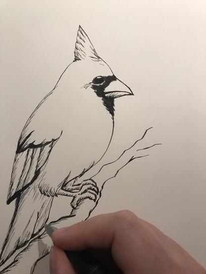 Drawing of a male Cardinal Bird on Paper.