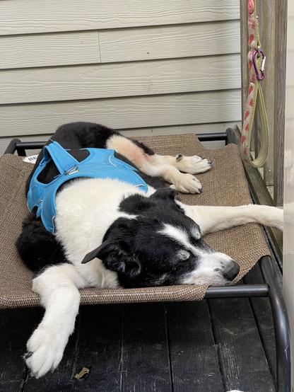 Dog sleeping on cot.