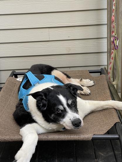 Dog raises head sensing her photo being taken