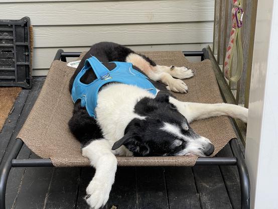 Dog goes back to sleep