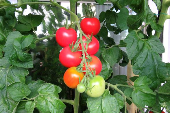 Rispe der Tomatensorte Harzfeuer mit 8 Früchten, 5 davon reife rote Tomaten.