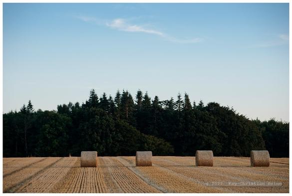 Rundballen auf einem abgeernteten Feld in der Abenddämmerung.