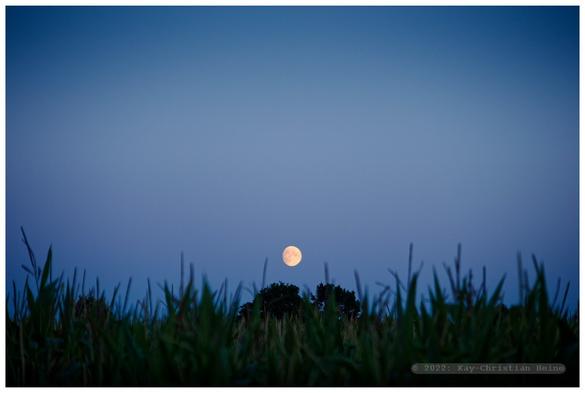 Aufgehender Dreiviertelmond in tiefer Dämmerung - blaue Stunde in den Feldern im nördlichen Kreis Plön.