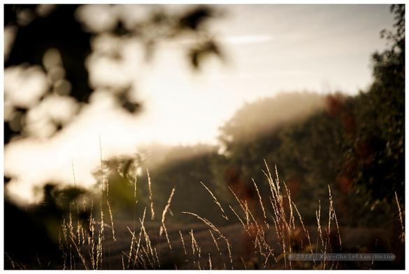 Morgennebel im Gegenlicht der aufgehenden Sonne über einem abgeernteten Feld im nördlichen Kreis Plön, im Vordergrund silbrig glänzende Gräser.