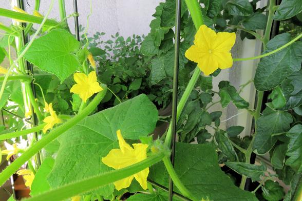 mehrere gelbe Gurkenblüten am Spalier