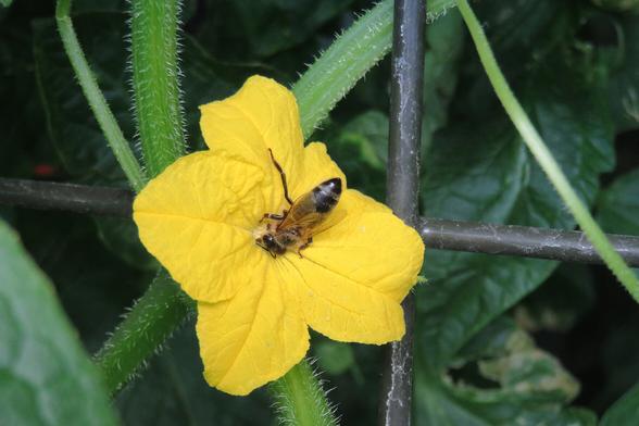Biene auf Gurkenblüte.