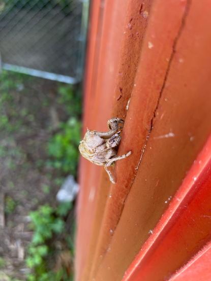 insect husk on the corner of a barn