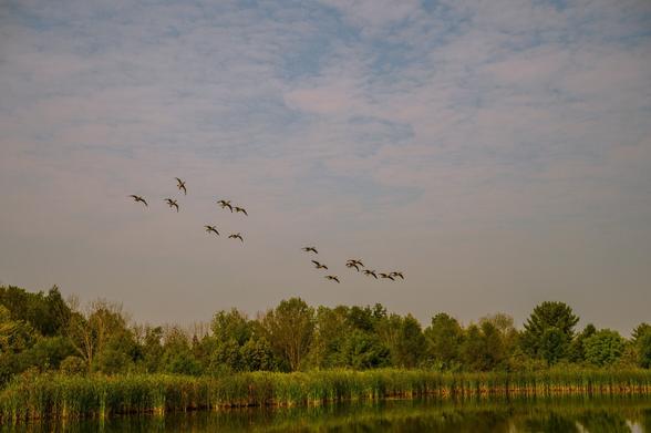 Flock of Canadian Geese landing in natural reservoir in East Gwillimbury Ontario Canada
Komeil Karimi - KNZ_6954