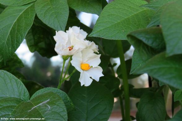 3 weiße Kartoffelnblüten mit gelben Staubgefäßen.
