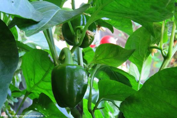 2 grüne kleine Paprika am Strauch