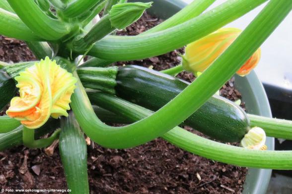 eine Zucchini und zwei Blüten am Pflanze Nr 3.