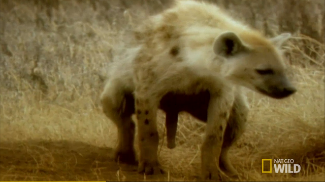 National Geographic Channels in Inside Wild _ World’s Weirdest: Giving Birth Through a “Penis”