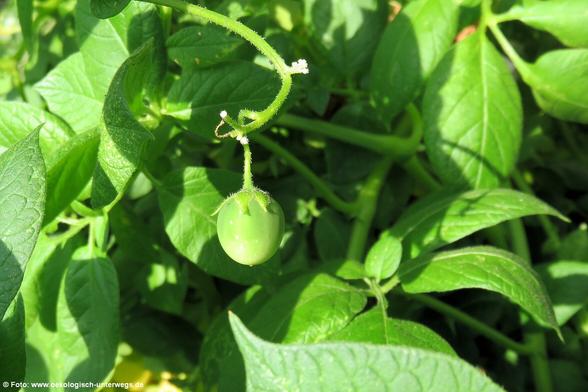 Fruchtansatz einer Tomatenblüte