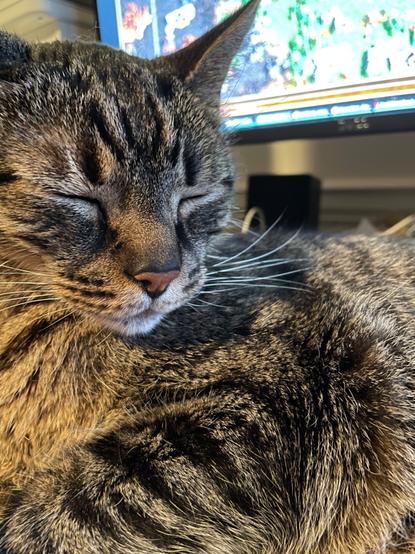 Sleepy cat with a computer monitor in the blurry background