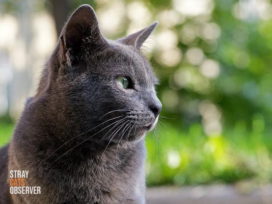 Close up profile portrait of a grey cat