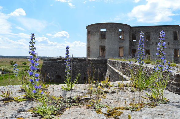 A photo taken atop the defensive walls, looking towards one of the corners of the ruin. The sky is blue and in the front of the picture bright blue flowers are growing on the wall.