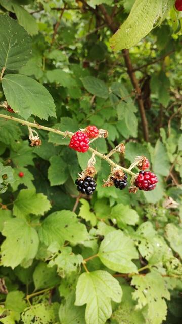 Brombeeren wachsen am Bouleplatz