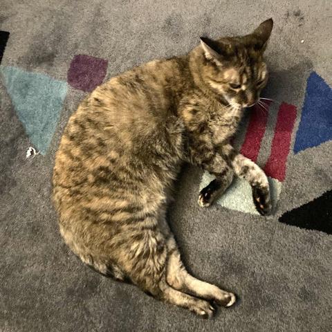 Katze räkelt sich auf dem Teppich