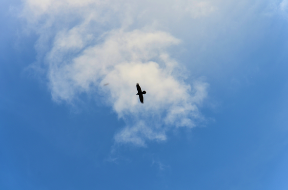 Flying crow and a cloud