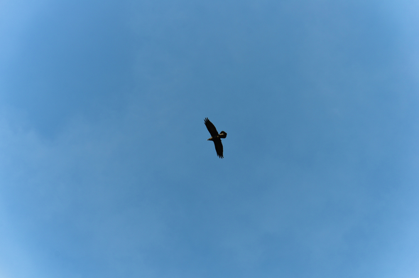 Flying crow, blue sky