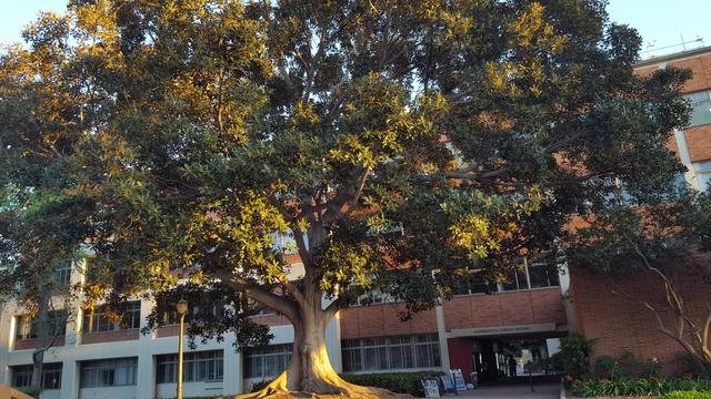Majestic green tree in front of the 3 story brick building that is part of the Math Sciences Building at UCLA