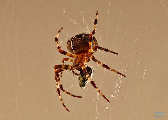 Closeup of Cross Spider with its dinner all wrapped up.