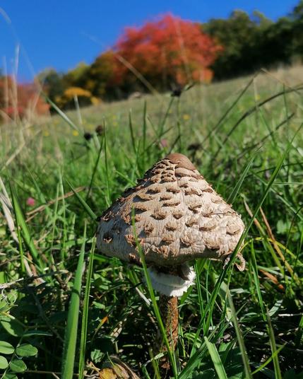 Ein junger Parasolpilz auf einer Wiese am Hang. Im Hintergrund sind Bäume in buntem Herbstkleid zu sehen.