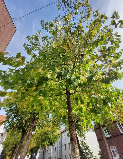 Türkischer Baumhasel. Ein Baum.