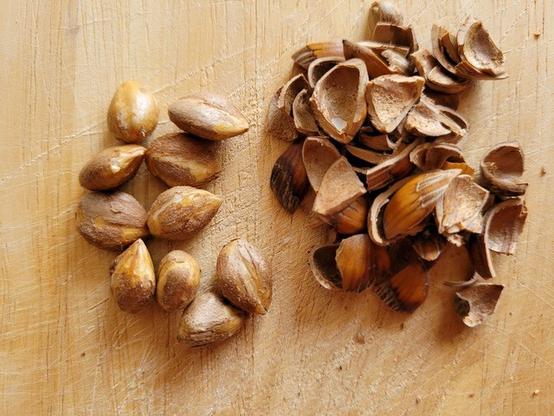 Der geschälte Inhalt aus vorigem Fruchtstand. Rechts daneben liegen die Schalen. Ein Haselnusskern fehlt bereits. Er war lecker.