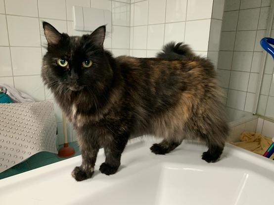 Mausele auf der Badewanne 🛀