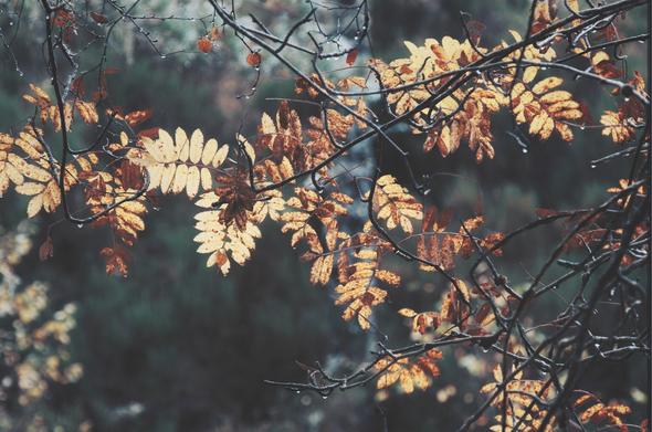 Closeup of rowan tree leaves in autumn colour
