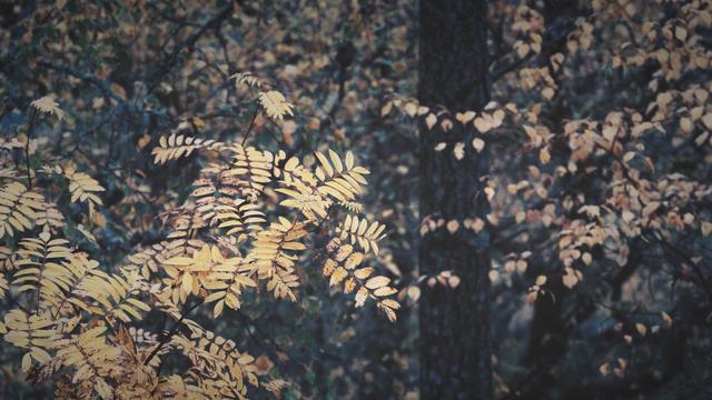Closeup of rowan tree leaves in autumn colour