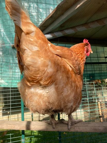 A beautiful hen with golden orange plumage shows off her resplendent rear full of feathers.
