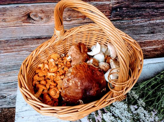 ein großer korb mit frisch gesammelten Speisepilzen und daneben ein Strauß Wiesenblumen