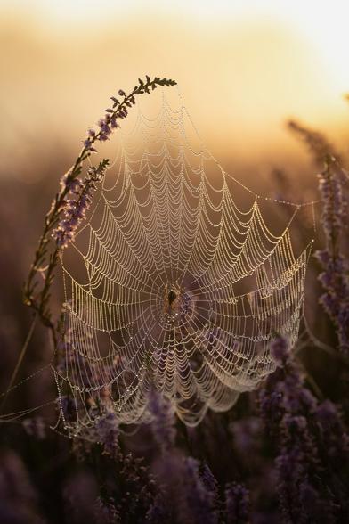 Een bedauwd spinnenweb hangend tussen takjes heide, glinsterend in de zonsopgang