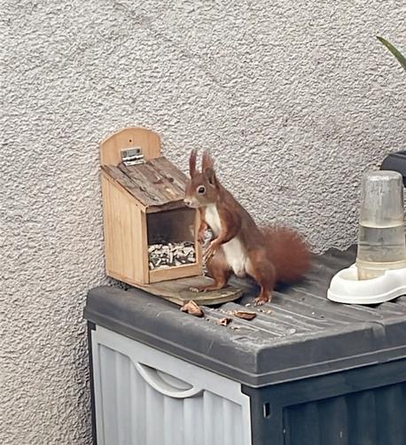 Eichhörnchen sitzt auf einer Kiste vor einem Futterhäuschen, es ist seitlich zu sehen.