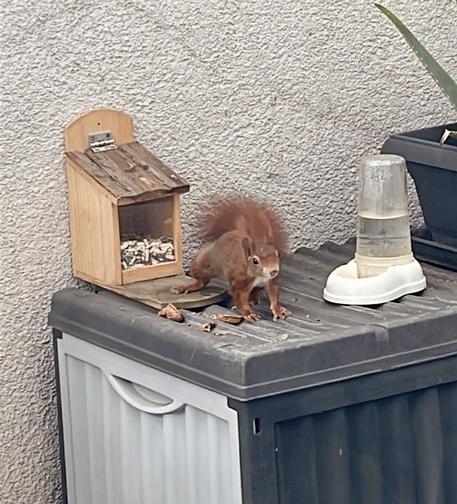 Eichhörnchen sitzt geduckt auf einer Kiste, hinter ihm ein Futterhäuschen.